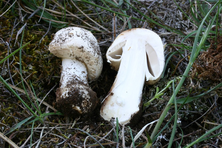 Aiutatemi ad uscire chiamandomi per nome